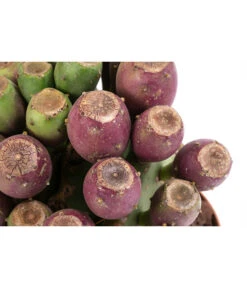 Feigenkaktus - Opuntia Vulgaris 'Etna' 5 Feigenkaktus - Opuntia Vulgaris 'Etna' -Gartenbedarf Verkäufe 2024 8745366 WE DE 001 OpuntiaVulgarisDellEtnaT16