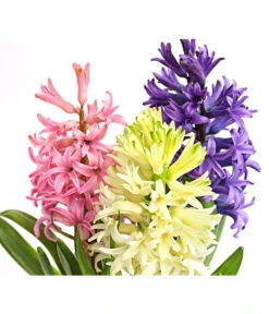 Hyazinthe 'Mixies' -Gartenbedarf Verkäufe 2024 8747008 PR DE 001 Hyazinthen3erMixiesT12DehnerExpressHerzig