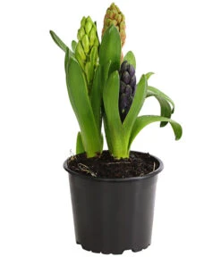 Hyazinthe 'Mixies' -Gartenbedarf Verkäufe 2024 8747008 WE FS 001 HyazinthenHyacinthen3erMixiesT12