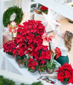 Rote Teppichbeere -Gartenbedarf Verkäufe 2024 874704 WE MO 001 WeihnachtsblueherRot 1