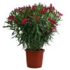 Oleander, Solitärbusch -Gartenbedarf Verkäufe 2024 8753105 WE FS 001 NeriumOleanderBuschRotT30