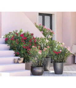 Oleander, Solitärbusch 6 Oleander, Solitärbusch -Gartenbedarf Verkäufe 2024 8753139 WE MO 001 OleanderNeriumOleander