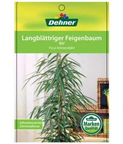 Langblättriger Feigenbaum - Ficus Binnendijkii 'Alii' -Gartenbedarf Verkäufe 2024 8754525 LangblaettrigeFeigeAliiEtikett1