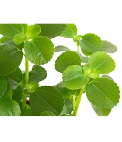 Kanonierblume - Pilea Depressa 'Sao Paulo' -Gartenbedarf Verkäufe 2024 8760035 PR DE 001 PileaSaoPauloT10 5DehnerExpressHerzig