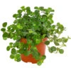 Kanonierblume - Pilea Depressa 'Sao Paulo' -Gartenbedarf Verkäufe 2024 8760035 PR FS 001 PileaSaoPauloT10 5DehnerExpressHerzig
