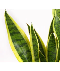 Bogenhanf - Sansevieria Trifasciata Var. Laurentii -Gartenbedarf Verkäufe 2024 8760076 8267932 8267973 BE DE 001 SchwiegermutterzungeT11DehnerExpressHerzig