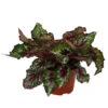 Blattbegonie - Begonia Rex Hybride 'Alaska Creek' -Gartenbedarf Verkäufe 2024 8760951 WE FS 001 BegoniaAlaskaCreek Blattbegonie
