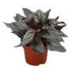 Blattbegonie - Begonia Rex-Hybride 'Arctic Breeze' -Gartenbedarf Verkäufe 2024 8760985 WE FS 001 BegoniaArcticBreeze Blattbegonie