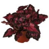 Blattbegonie - Begonia Rex-Hybride 'Inca Night' 2 Blattbegonie - Begonia Rex-Hybride 'Inca Night' -Gartenbedarf Verkäufe 2024 8761025 WE FS 001 BegoniaIncaNight Blattbegonie