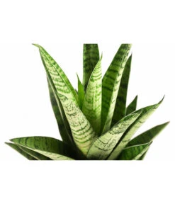 Bogenhanf - Sansevieria-Hybride 'Tough Lady' 5 Bogenhanf - Sansevieria-Hybride 'Tough Lady' -Gartenbedarf Verkäufe 2024 8764730 PR DE 001 SansevieriaToughLadyT12DehnerExpressHerzig
