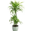 Drachenbaum - Dracaena 'Lemon Lime', In Keramik 1 Drachenbaum - Dracaena 'Lemon Lime', In Keramik -Gartenbedarf Verkäufe 2024 8765422 PR FS 001 DracaenaFragansLemonLimeT21InKeramikLina