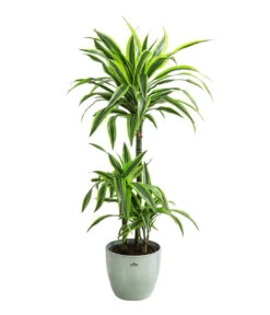 Drachenbaum - Dracaena 'Lemon Lime', In Keramik