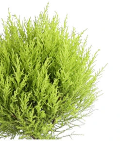 Zimmerzypresse 'Goldcrest', Stämmchen -Gartenbedarf Verkäufe 2024 8777708 WE DE 001 GoldzypresseCupressusGoldCrestKugelT17DehnerExpressHerzig