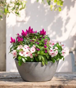 Kugelamaranth -Gartenbedarf Verkäufe 2024 8800666 PR MO 001 Beet Balkon Set