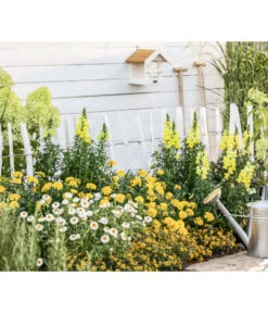 Studentenblume, Verschiedene Farben 20 Studentenblume, Verschiedene Farben -Gartenbedarf Verkäufe 2024 8803926 WE MO 001 AntirrhinumMSanvitaliaTagetesBractheantha2021GC09