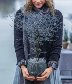 Zickzackstrauch -Gartenbedarf Verkäufe 2024 8804551 8811184 8822694 WE MO 001 Zickzackstrauch