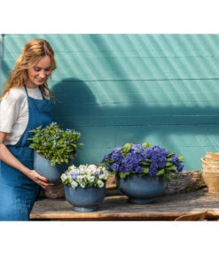 Rosenprimel 'Belarina', Verschiedene Farben -Gartenbedarf Verkäufe 2024 8806606 PR MO 001 RosenprimelBelarina Fruehling BlauesWunder Content 2023