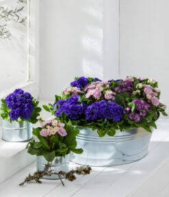 Rosenprimel 'Belarina', Verschiedene Farben -Gartenbedarf Verkäufe 2024 8806606 PR MO 002 RosenprimelPrimulaBelarinaVulgaris Content 2021