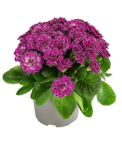 Rosenprimel 'Belarina', Verschiedene Farben -Gartenbedarf Verkäufe 2024 8806606 WE FS 001 RosenprimelCandyFrostT12