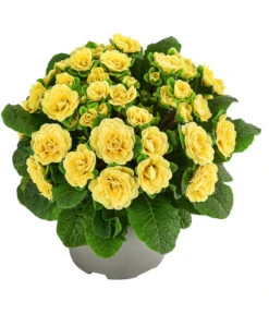 Rosenprimel 'Belarina', Verschiedene Farben -Gartenbedarf Verkäufe 2024 8806606 WE FS 001 RosenprimelGelbT12