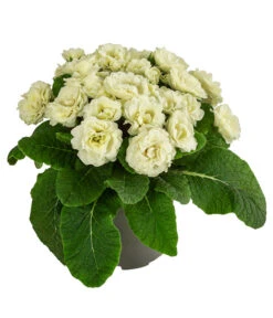 Rosenprimel 'Belarina', Verschiedene Farben -Gartenbedarf Verkäufe 2024 8806606 WE FS 005 RosenprimelCremeT12