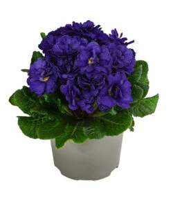 Rosenprimel 'Belarina', Verschiedene Farben -Gartenbedarf Verkäufe 2024 8806606 WE FS 006 RosenprimelBlueChampionT12