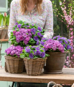 Rosenprimel 'Belarina', Verschiedene Farben -Gartenbedarf Verkäufe 2024 8806606 WE MO 001 RosenPrimel