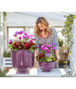 Rosenprimel 'Belarina', Verschiedene Farben -Gartenbedarf Verkäufe 2024 8806606 WE MO 001 RosenprimelAnemoneKugelprimel GC02 2023 01