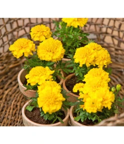 Studentenblume, Verschiedene Farben 19 Studentenblume, Verschiedene Farben -Gartenbedarf Verkäufe 2024 8807091 BildFS 001 StudentenblumeTagetesKleinblumigT9