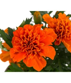 Studentenblume, Verschiedene Farben 23 Studentenblume, Verschiedene Farben -Gartenbedarf Verkäufe 2024 8807091 WE DE 001 TagetesKleinblumigT9