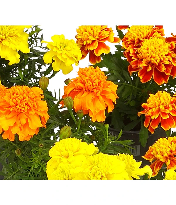 Studentenblume, Verschiedene Farben 10 Studentenblume, Verschiedene Farben – Bild 8