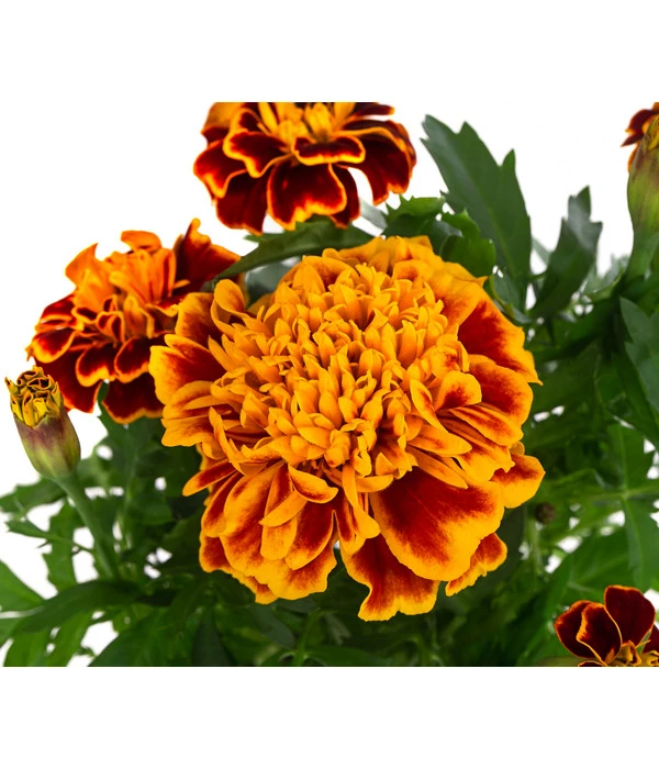 Studentenblume, Verschiedene Farben 13 Studentenblume, Verschiedene Farben – Bild 11