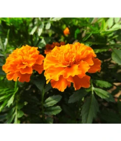 Studentenblume, Verschiedene Farben 27 Studentenblume, Verschiedene Farben -Gartenbedarf Verkäufe 2024 8807091 WE DE 008 TagetesPatulaKleinblumigStudentenblumePixabay