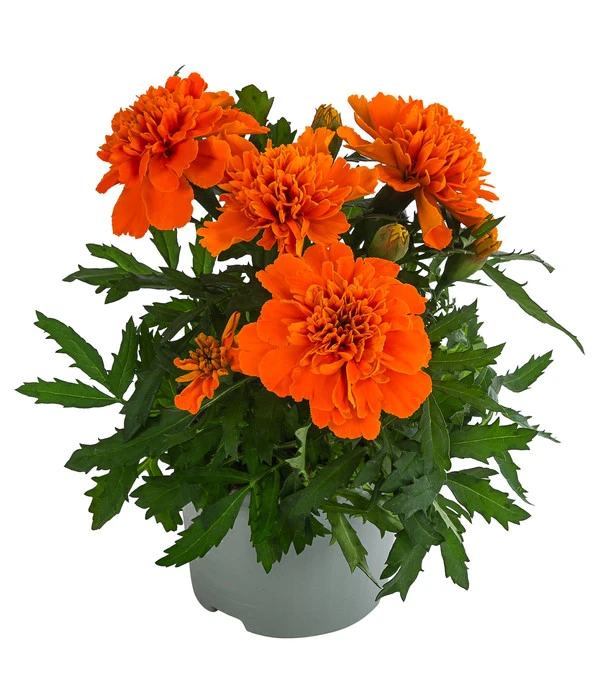 Studentenblume, Verschiedene Farben 3 Studentenblume, Verschiedene Farben