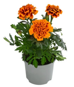 Studentenblume, Verschiedene Farben 16 Studentenblume, Verschiedene Farben -Gartenbedarf Verkäufe 2024 8807091 WE FS 002 TagetesKleinblumigT9