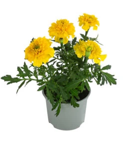 Studentenblume, Verschiedene Farben 18 Studentenblume, Verschiedene Farben -Gartenbedarf Verkäufe 2024 8807091 WE FS 004 TagetesKleinblumigT9