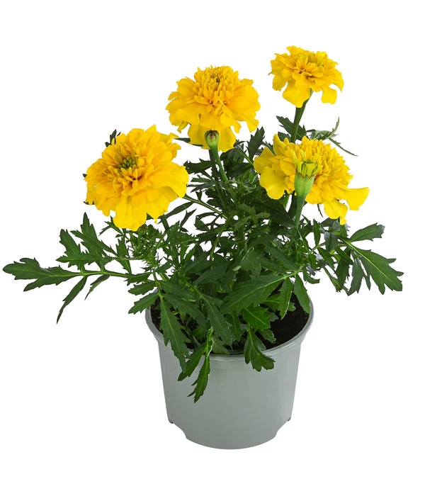 Studentenblume, Verschiedene Farben 6 Studentenblume, Verschiedene Farben – Bild 4