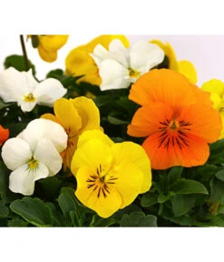 Hornveilchen-Trio, Weiß/gelb/orange -Gartenbedarf Verkäufe 2024 8808321 WE DE 002 ViolaCornutaHornveilchenTrioT13