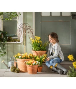 Hornveilchen-Trio, Weiß/gelb/orange -Gartenbedarf Verkäufe 2024 8808321 WE MO 01 ViolaCornutaTrioT13Hornveilchen