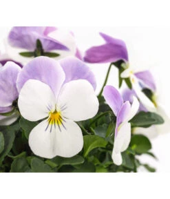 Hornveilchen, Sonderfarben -Gartenbedarf Verkäufe 2024 8808685 PR DE 001 HornveilchenViolaCornutaSonderfarbenT10DehnerExpressHerzig