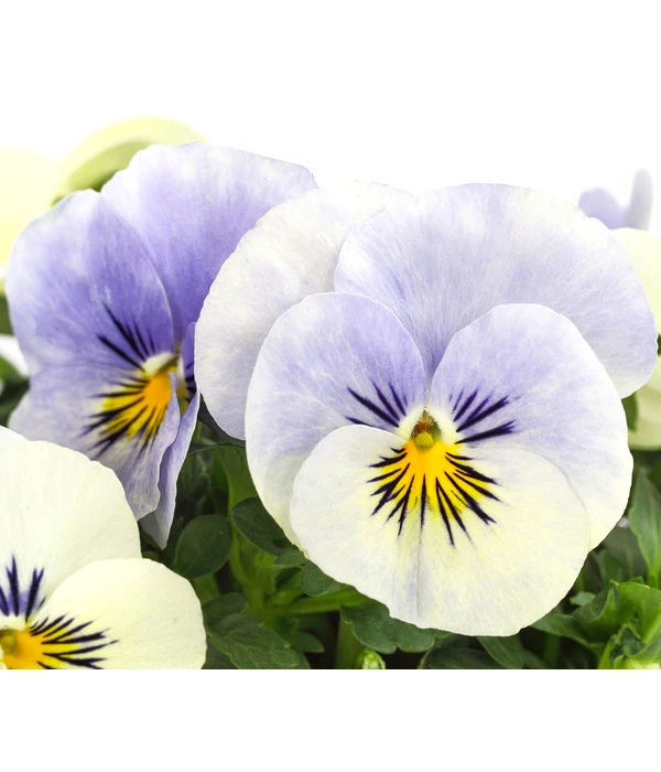 Hornveilchen, Sonderfarben – Bild 11