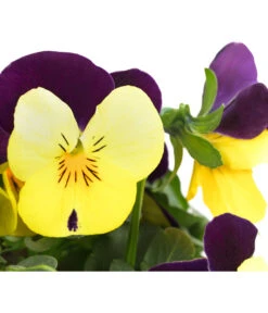 Hornveilchen, Sonderfarben -Gartenbedarf Verkäufe 2024 8808685 PR DE 004 HornveilchenViolaCornutaSonderfarbenT10DehnerExpressHerzig
