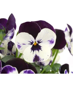 Hornveilchen, Sonderfarben -Gartenbedarf Verkäufe 2024 8808685 PR DE 005 HornveilchenViolaCornutaSonderfarbenT10DehnerExpressHerzig