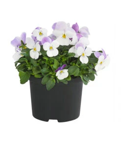 Hornveilchen, Sonderfarben -Gartenbedarf Verkäufe 2024 8808685 PR FS 001 HornveilchenViolaCornutaSonderfarbenT10DehnerExpressHerzig