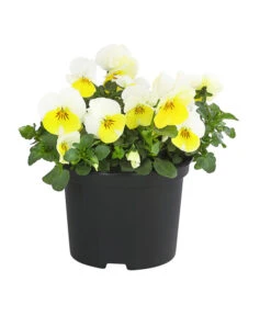 Hornveilchen, Sonderfarben -Gartenbedarf Verkäufe 2024 8808685 PR FS 002 HornveilchenViolaCornutaSonderfarbenT10DehnerExpressHerzig