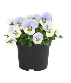 Hornveilchen, Sonderfarben -Gartenbedarf Verkäufe 2024 8808685 PR FS 003 HornveilchenViolaCornutaSonderfarbenT10DehnerExpressHerzig