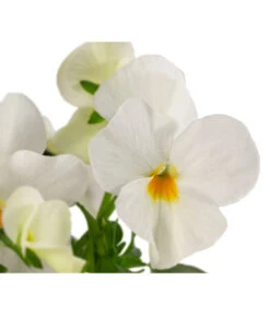 Beet- & Balkonpflanzen-Set Weißer Frühling, 6-teilig 17 Beet- & Balkonpflanzen-Set Weißer Frühling, 6-teilig -Gartenbedarf Verkäufe 2024 8808685 WE DE 002 ViolaCornutaWeiss