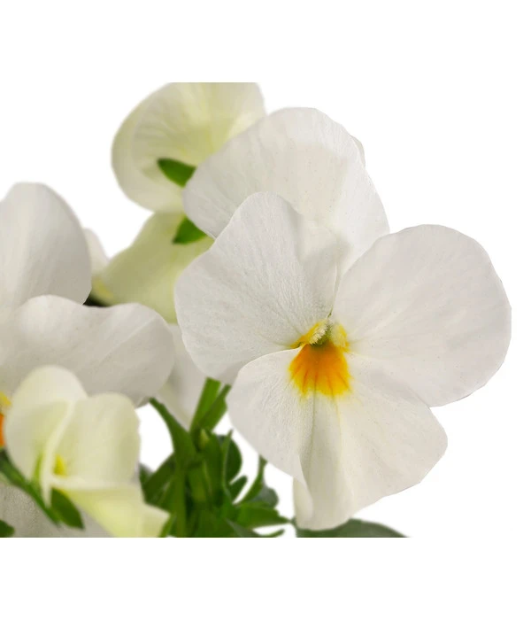 Beet- & Balkonpflanzen-Set Weißer Frühling, 6-teilig 10 Beet- & Balkonpflanzen-Set Weißer Frühling, 6-teilig – Bild 8