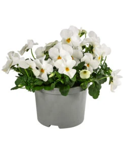 Beet- & Balkonpflanzen-Set Weißer Frühling, 6-teilig 13 Beet- & Balkonpflanzen-Set Weißer Frühling, 6-teilig -Gartenbedarf Verkäufe 2024 8808685 WE FS ViolaCornutaWeissGelb