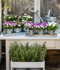 Hornveilchen, Sonderfarben -Gartenbedarf Verkäufe 2024 8808685 WE MO 001 HornveilchenBellisNelke